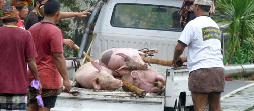 pig meat