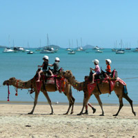 Camels at Airlie Beach