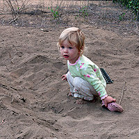Olive in the Sand