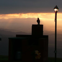 Crow at Sunrise