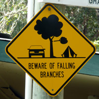 Beware Falling Branches