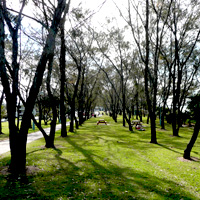 Tree Avenue at Byron Bay