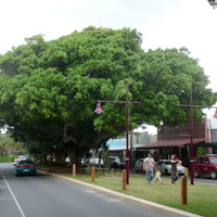 Sawtell Main Street