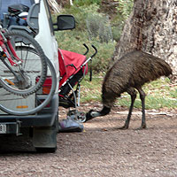 Emu Visitors