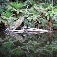 Reflection on the water on platypus creek