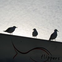 seagulls waiting for swoop on our fish and chips