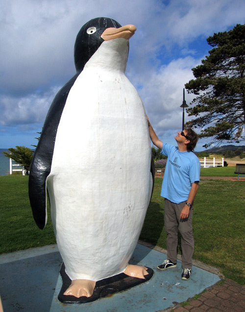 The big penguin Tasmania
