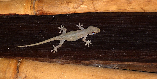 Bali Gecko