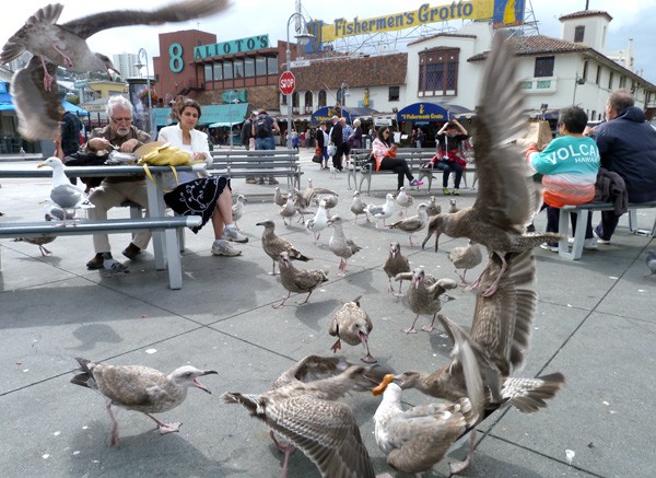 seagulls at fishermans wharf