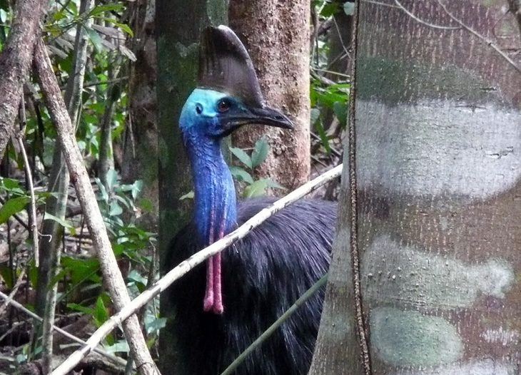 Cassowary at the Cape