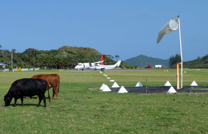 Cows at Lord Howe Island Airport