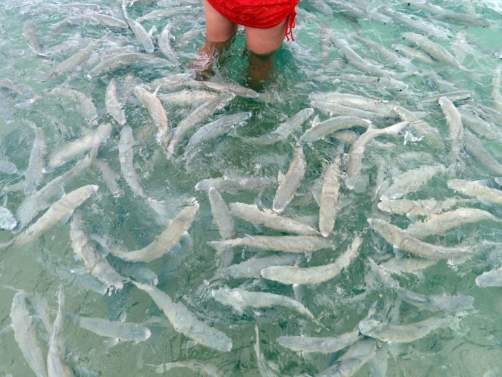 school of fish