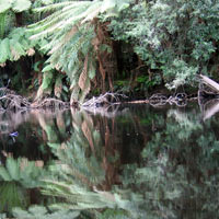 Platypus Creek