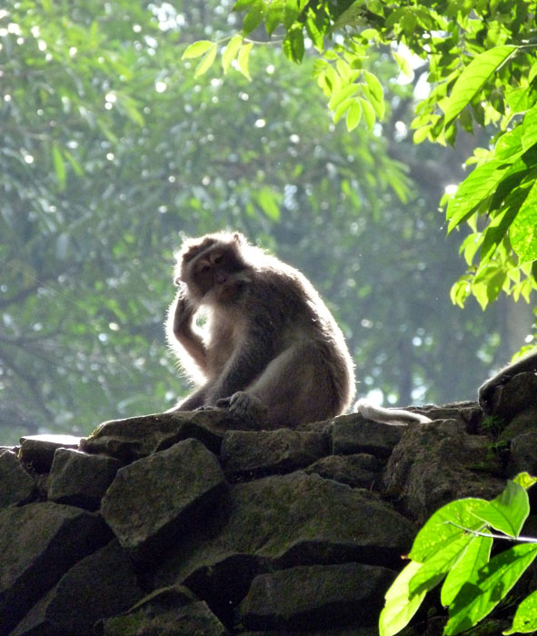 Monkey Forest in Ubud Bali