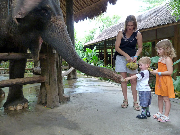 Elephant Feeding