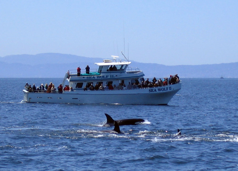 killer whales in California