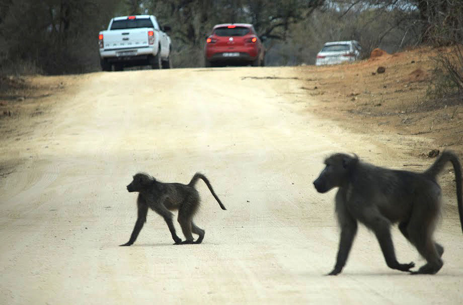 Baboons on the road in Kruger National Park, South Africa 2016
