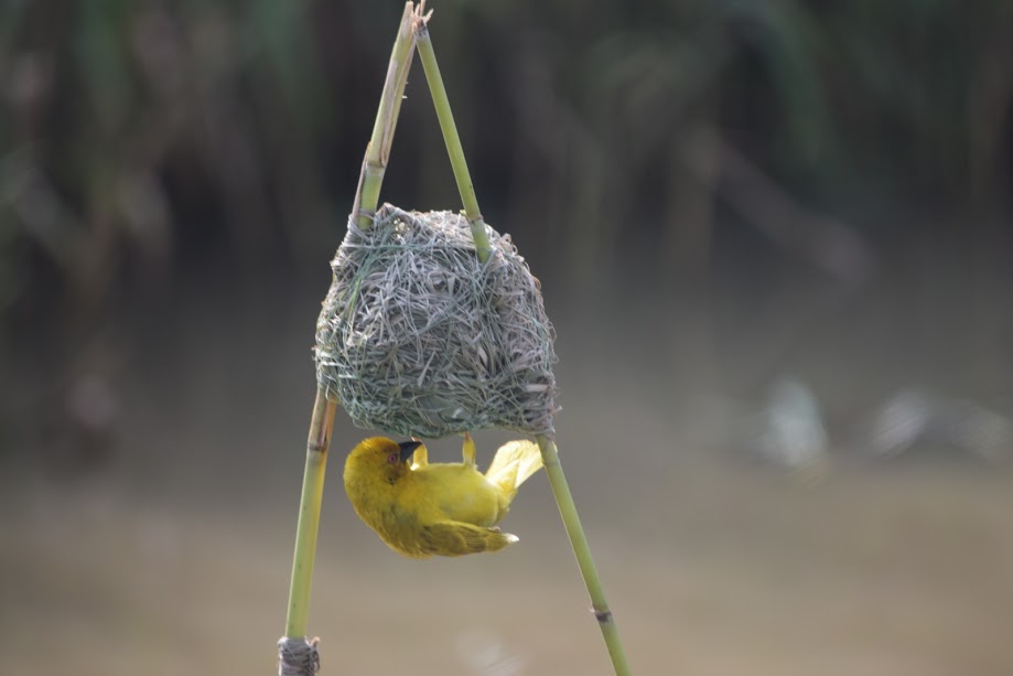 The Southern Masked Weaverbird in South Africa makes great nests