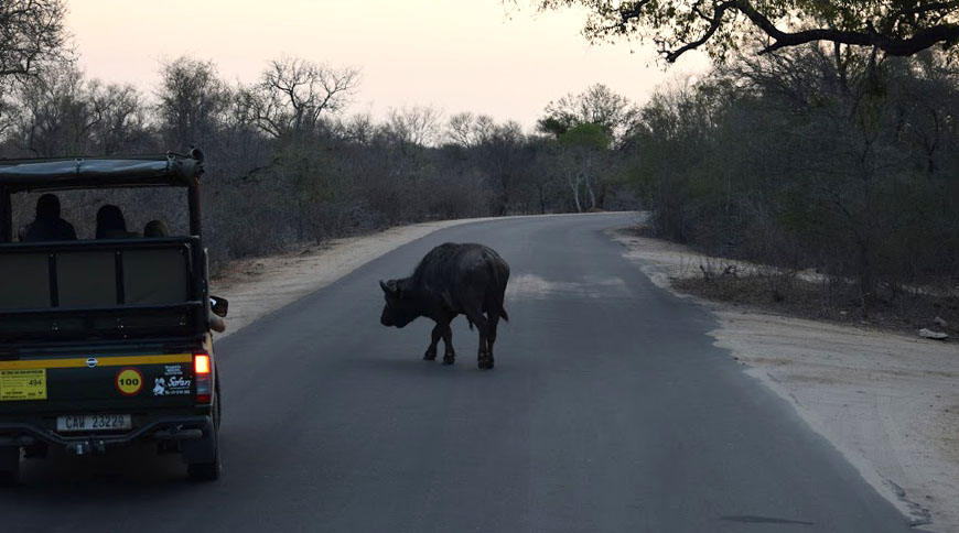 Buffalo on the road in Kruger National Park, South Africa 2016