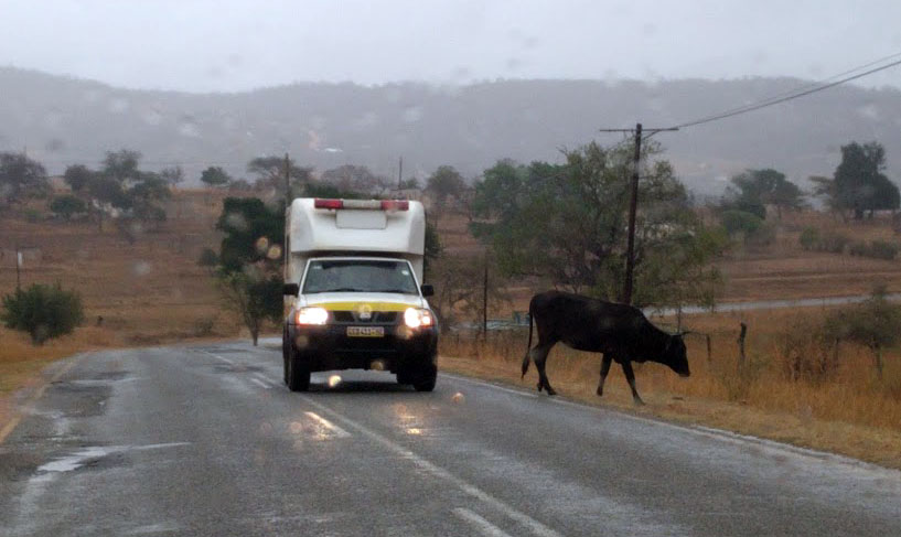 Cattle on the road in Swaziland 2016