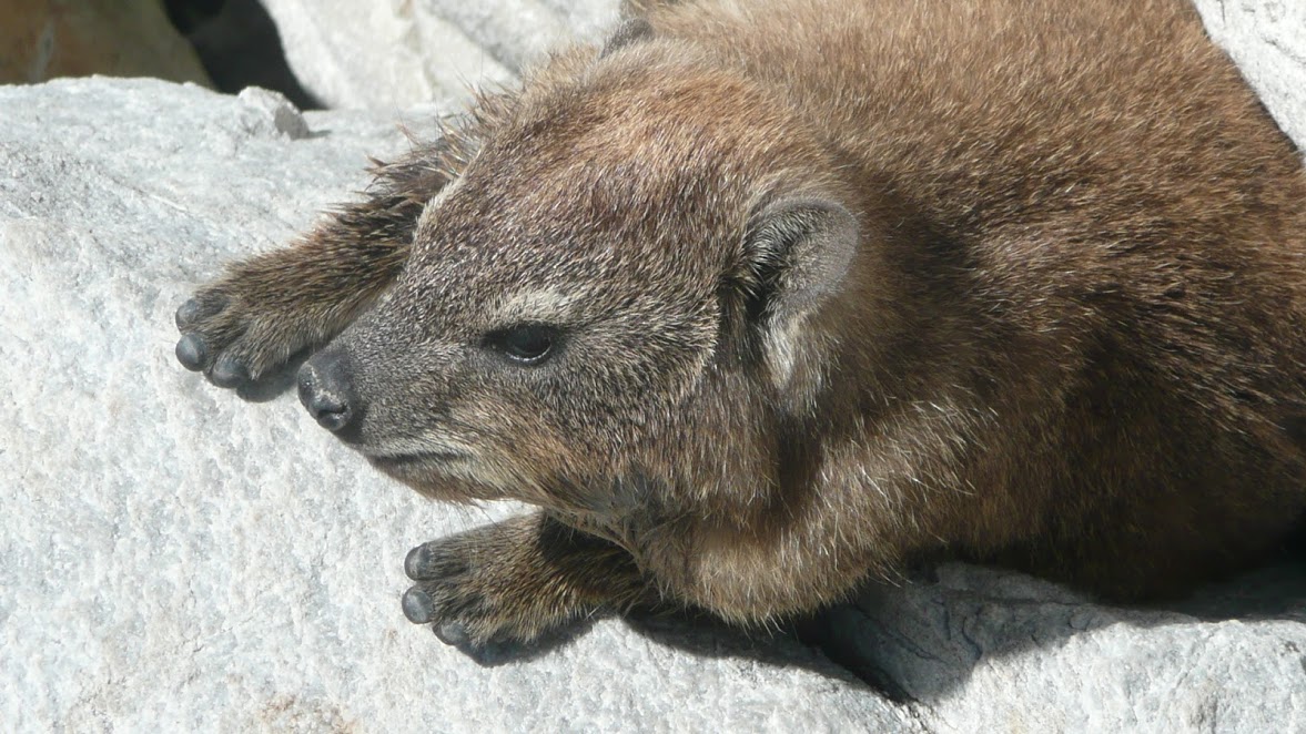 The South African rock dassie is a close relative to the elephant