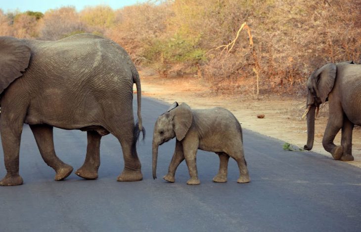 Elephant baby on the road in Kruger National Park, South Africa 2016