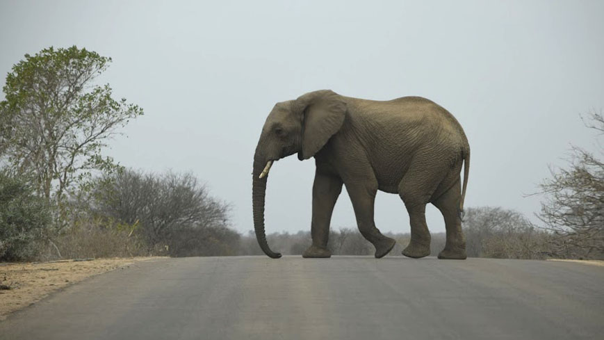 Elephant strolling across the road in Kruger National Park, South Africa 2016