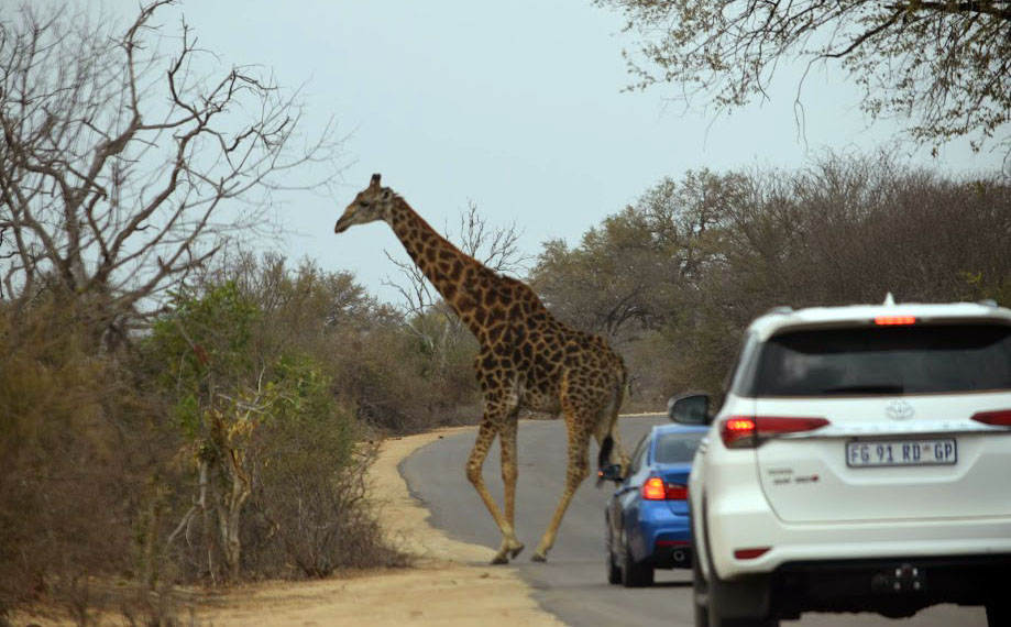 Giraffe crossing the road in Kruger National Park, South Africa 2016