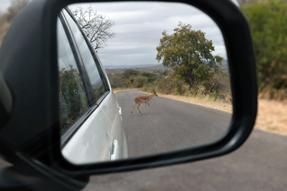 Impala behind us on the road in Kruger National Park, South Africa 2016