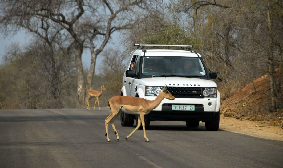 Impala crossing the road in Kruger National Park, South Africa 2016