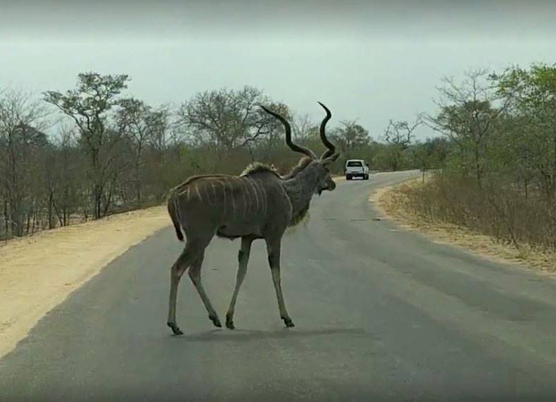 Greater Kudu on the road in Kruger National Park, South Africa 2016
