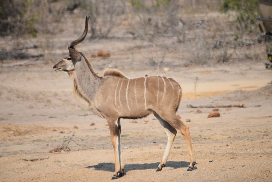 We saw lots of magnificent kudus when in Kruger, South Africa