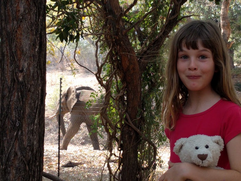 Olive and an elephant passing at Berg en Dal rest camp in Kruger