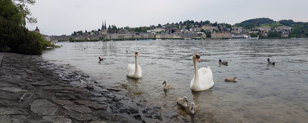 Swans on lake Lucerne