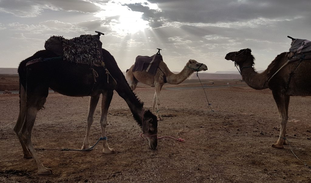 The camels waiting for us