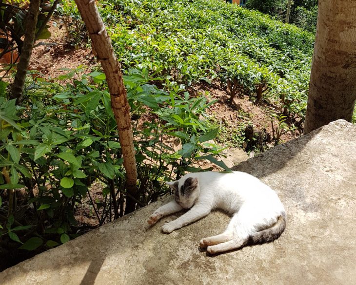 cat in Sri Lanka