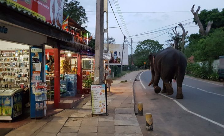 elephant in Sri Lanka