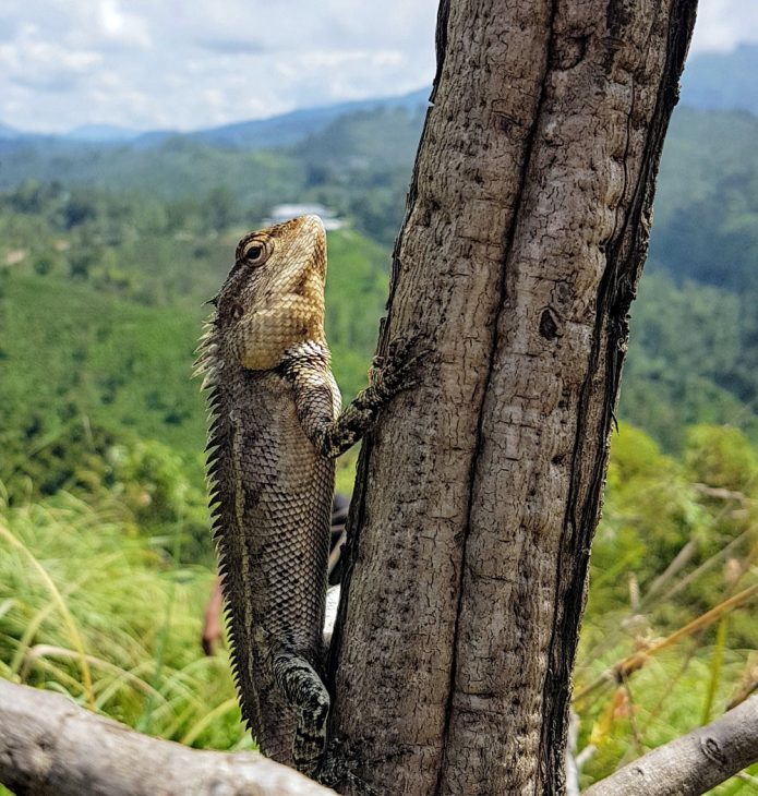 lizard in Sri Lanka