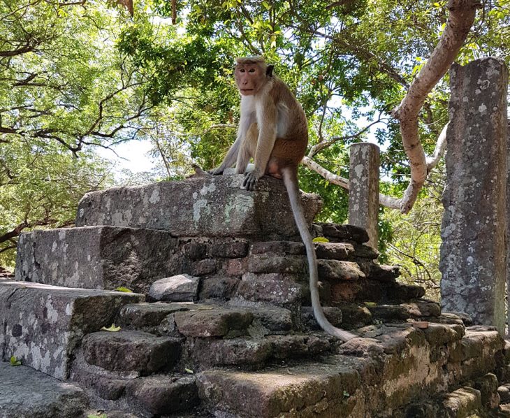 monkey in Sri Lanka