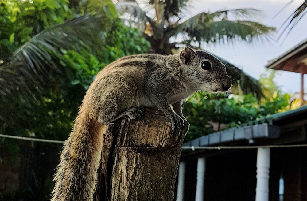 squirrel in Sri Lanka