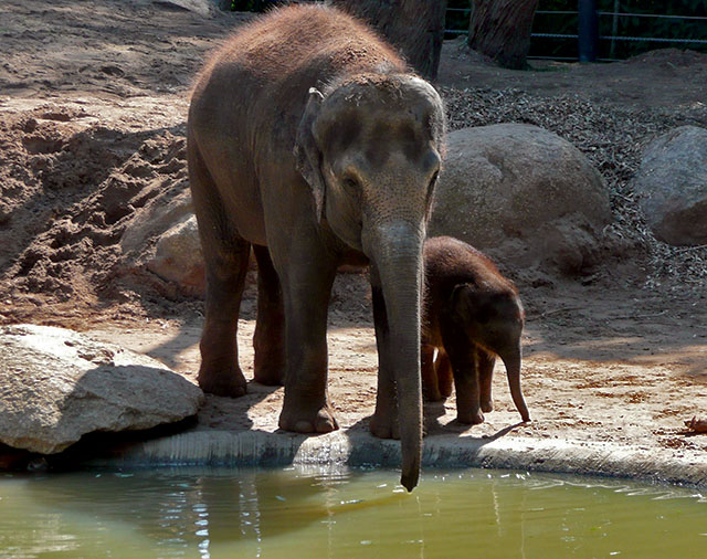 Baby elephant at the Melbourne Zoo – This Travel Life