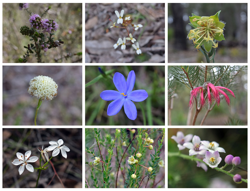 Wildflowers of Western Australia 3