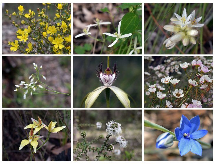 Wildflowers of Western Australia 1